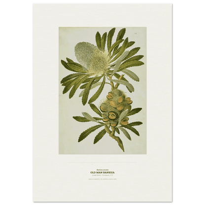 Old Man Banksia Botanical Art Print - Birch & Banksia