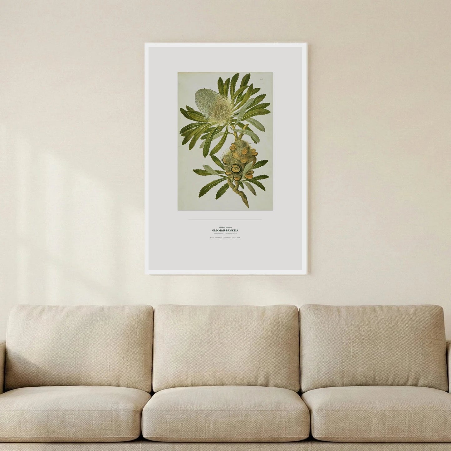 Old Man Banksia Botanical Art Print - Birch & Banksia