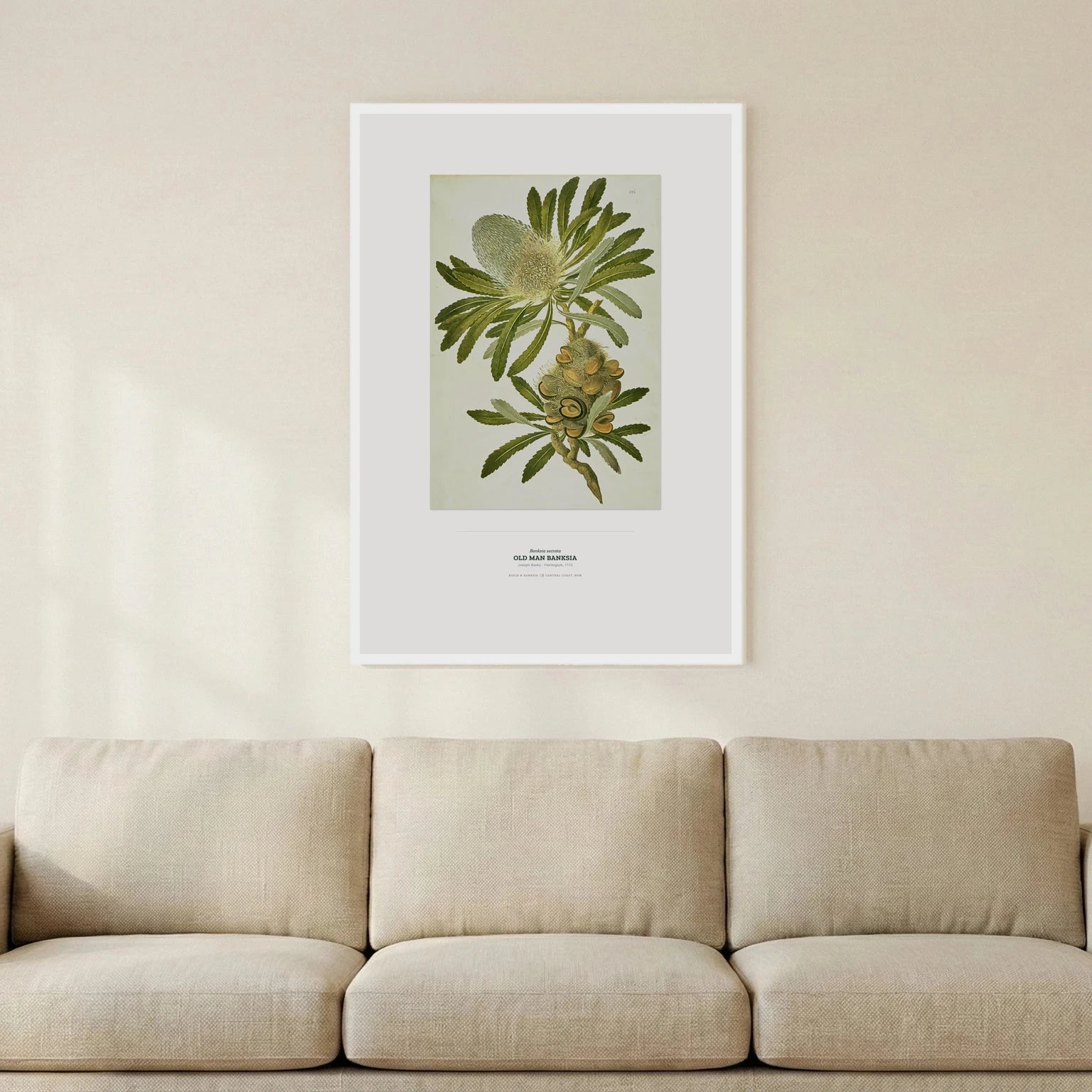 Old Man Banksia Botanical Art Print - Birch & Banksia