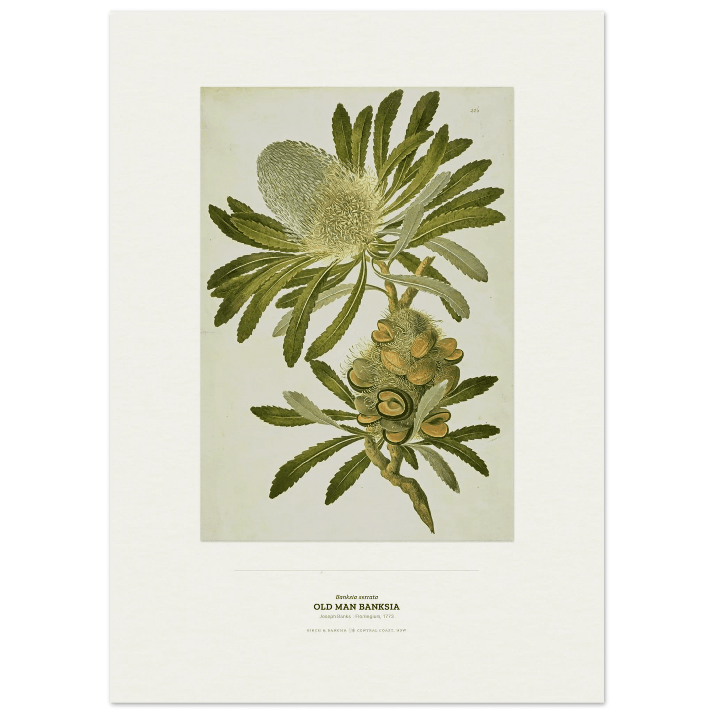 Old Man Banksia Botanical Art Print - Birch & Banksia