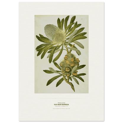 Old Man Banksia Botanical Art Print - Birch & Banksia