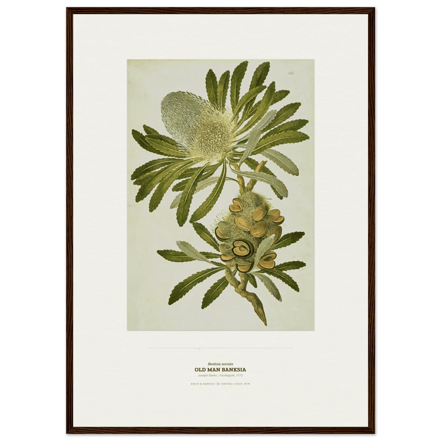 Old Man Banksia Botanical Art Print - Birch & Banksia