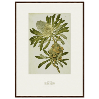 Old Man Banksia Botanical Art Print - Birch & Banksia
