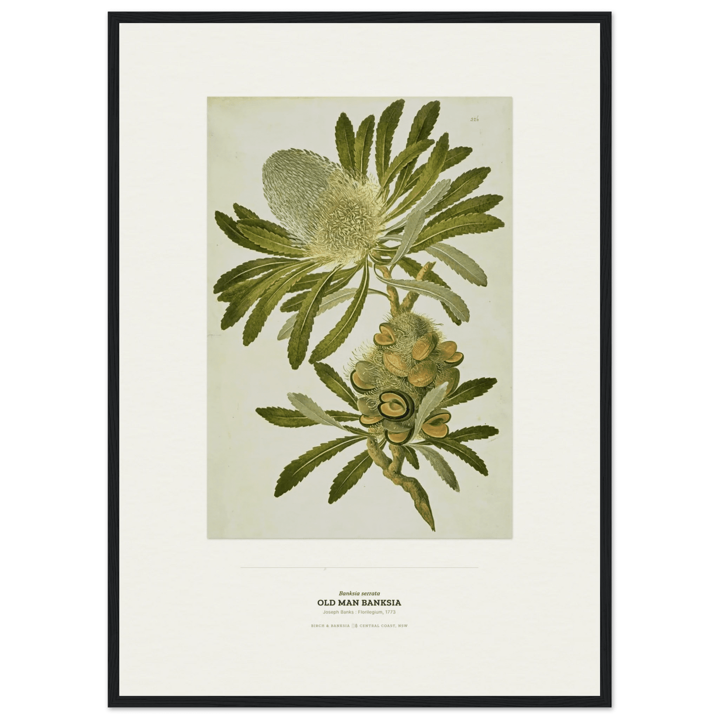 Old Man Banksia Botanical Art Print - Birch & Banksia