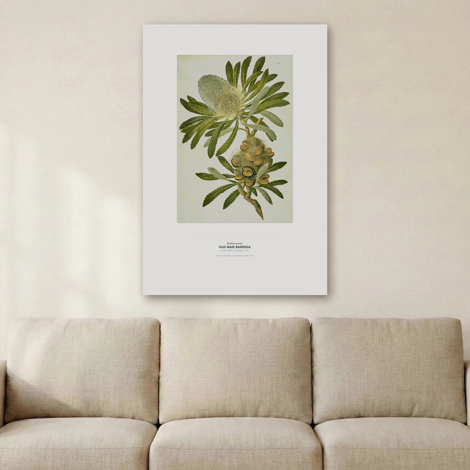 Old Man Banksia Botanical Art Print - Birch & Banksia