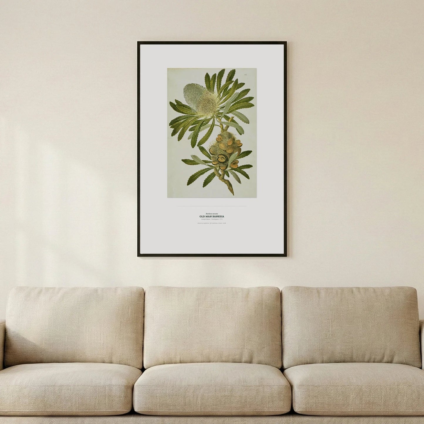 Old Man Banksia Botanical Art Print - Birch & Banksia