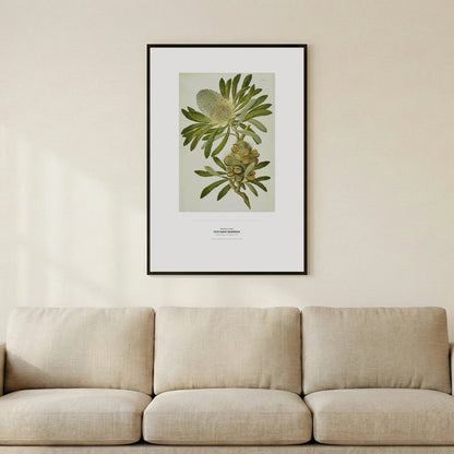 Old Man Banksia Botanical Art Print - Birch & Banksia