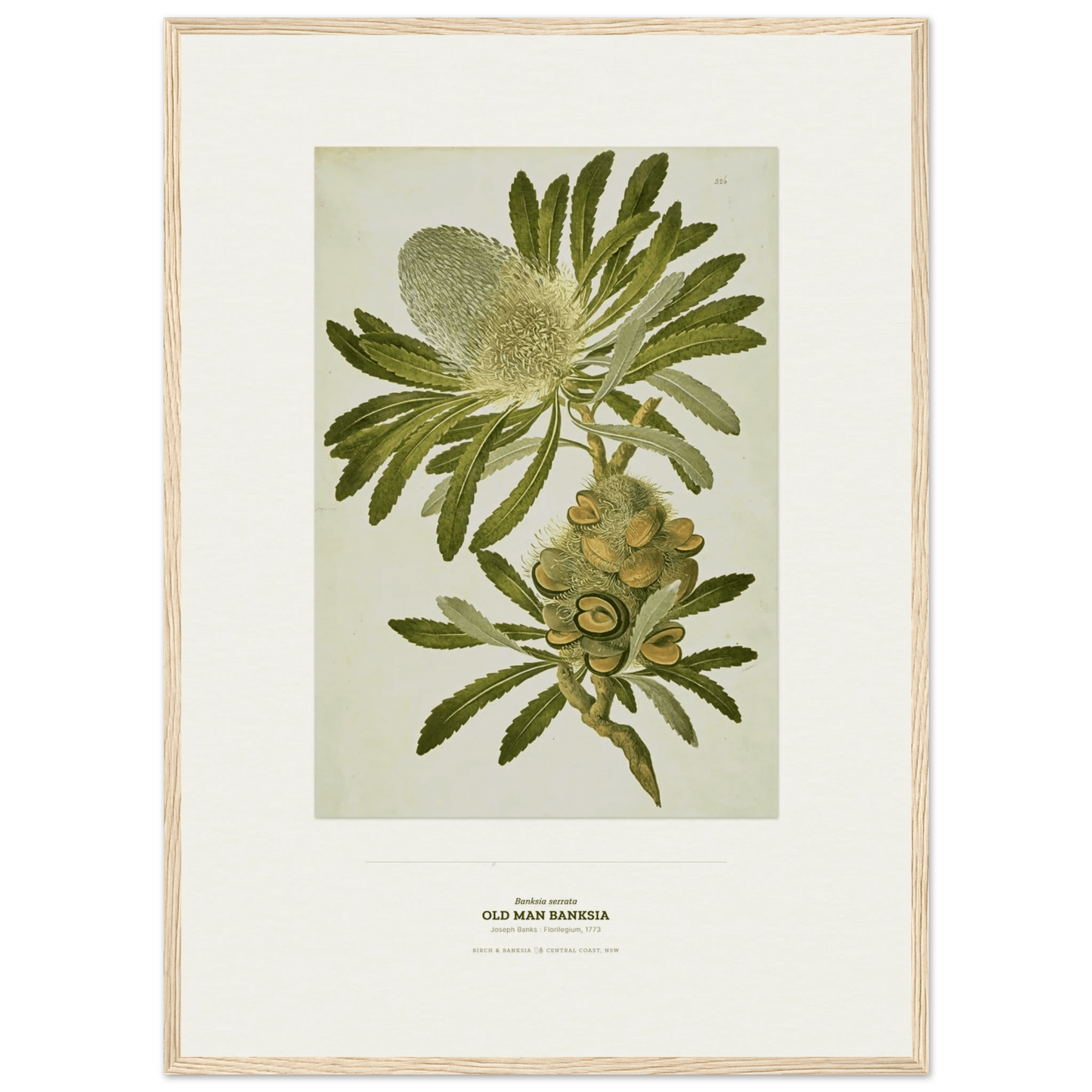 Old Man Banksia Botanical Art Print - Birch & Banksia
