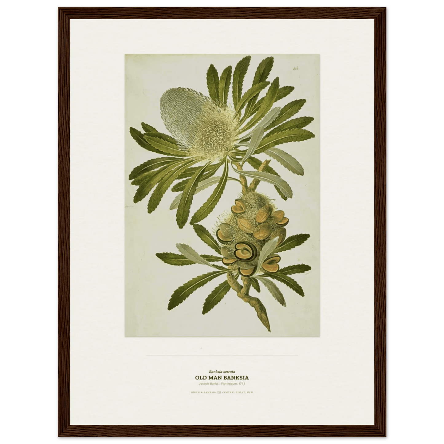 Old Man Banksia Botanical Art Print - Birch & Banksia