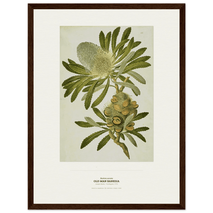 Old Man Banksia Botanical Art Print - Birch & Banksia