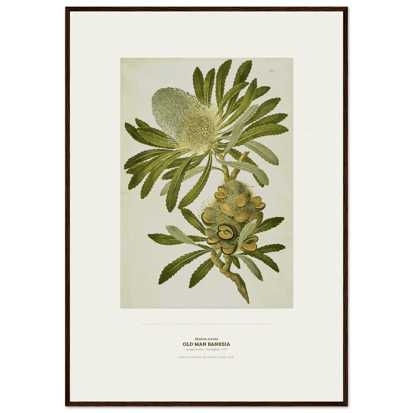 Old Man Banksia Botanical Art Print - Birch & Banksia