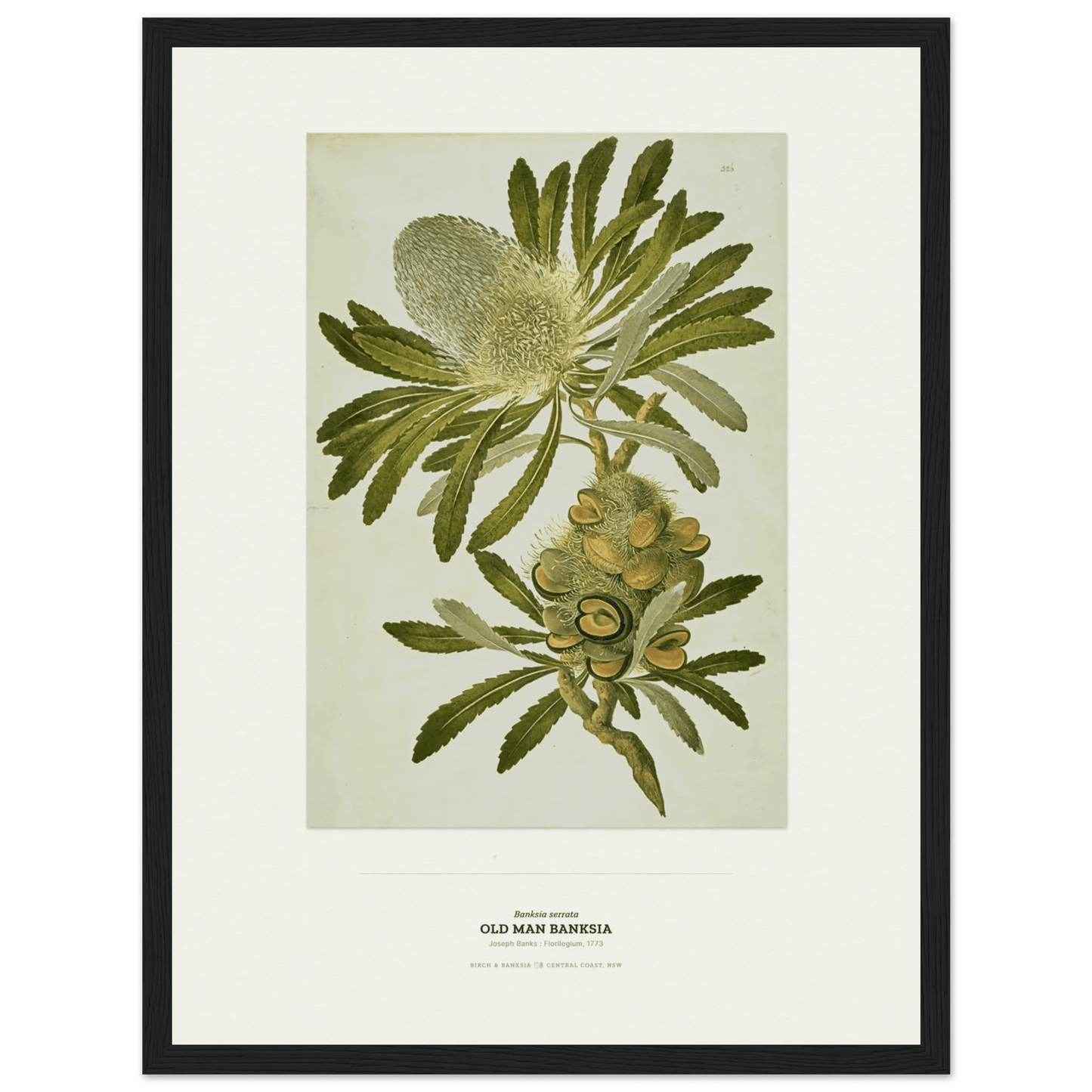 Old Man Banksia Botanical Art Print - Birch & Banksia