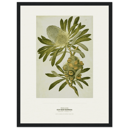 Old Man Banksia Botanical Art Print - Birch & Banksia