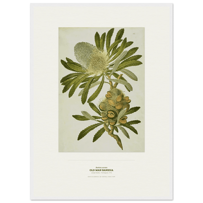 Old Man Banksia Botanical Art Print - Birch & Banksia