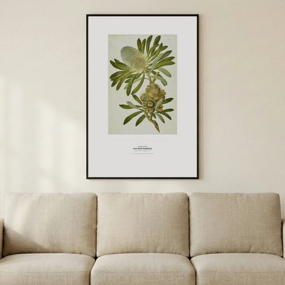 Old Man Banksia Botanical Art Print - Birch & Banksia