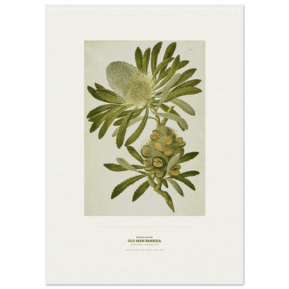 Old Man Banksia Botanical Art Print - Birch & Banksia