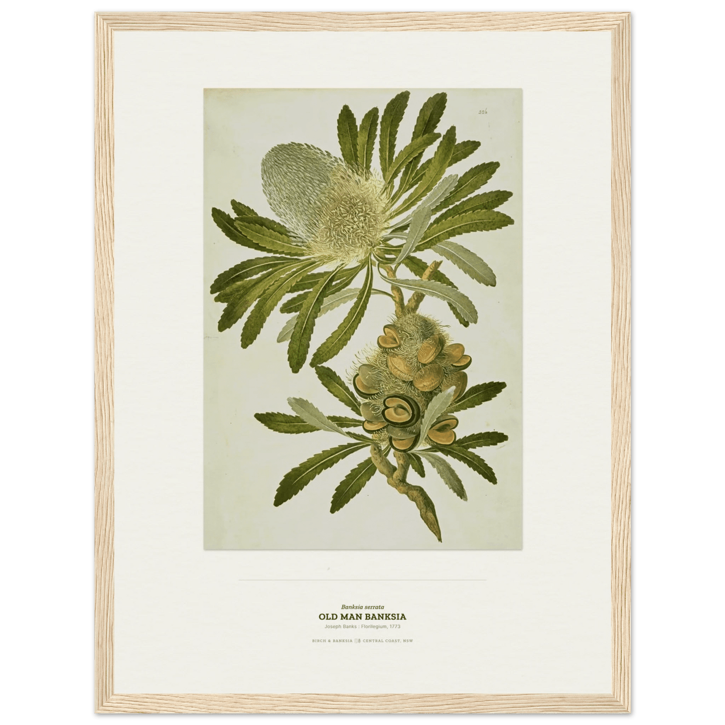 Old Man Banksia Botanical Art Print - Birch & Banksia
