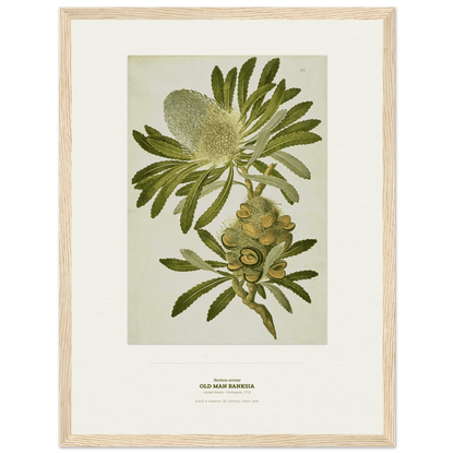 Old Man Banksia Botanical Art Print - Birch & Banksia
