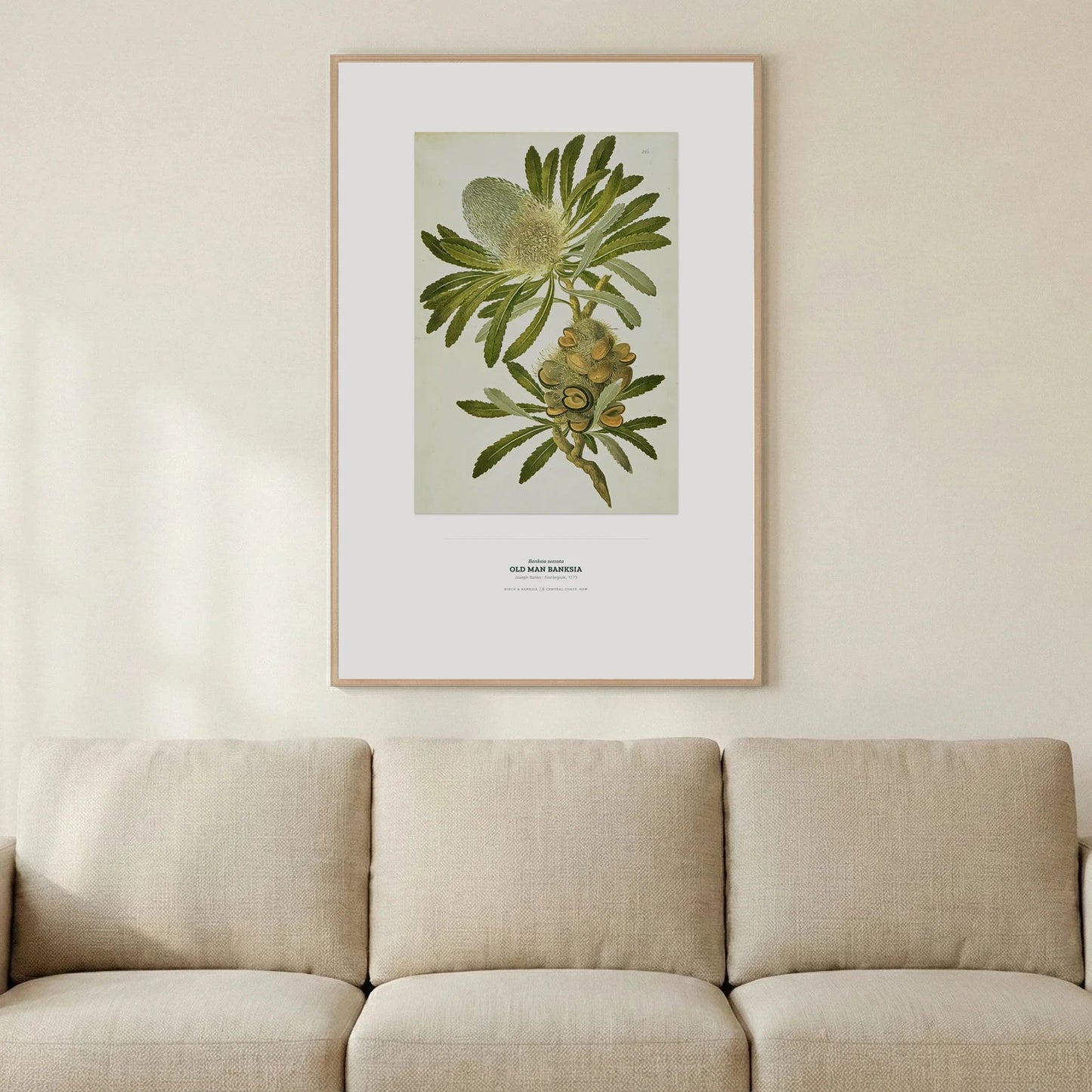 Old Man Banksia Botanical Art Print - Birch & Banksia