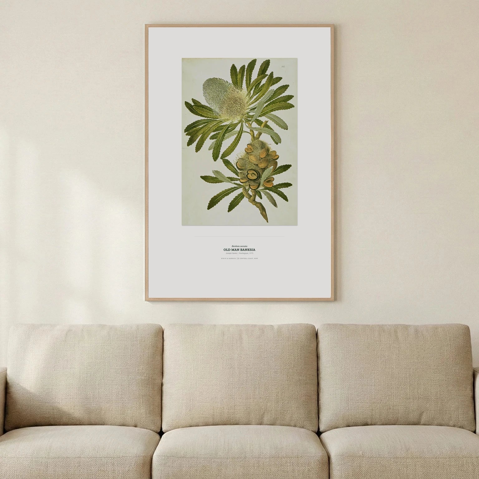 Old Man Banksia Botanical Art Print - Birch & Banksia