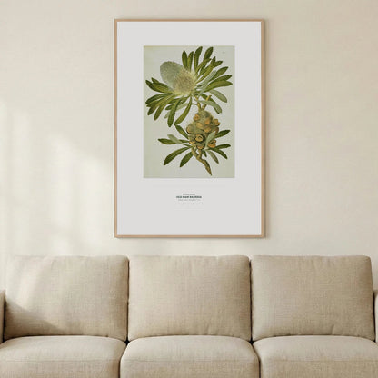 Old Man Banksia Botanical Art Print - Birch & Banksia