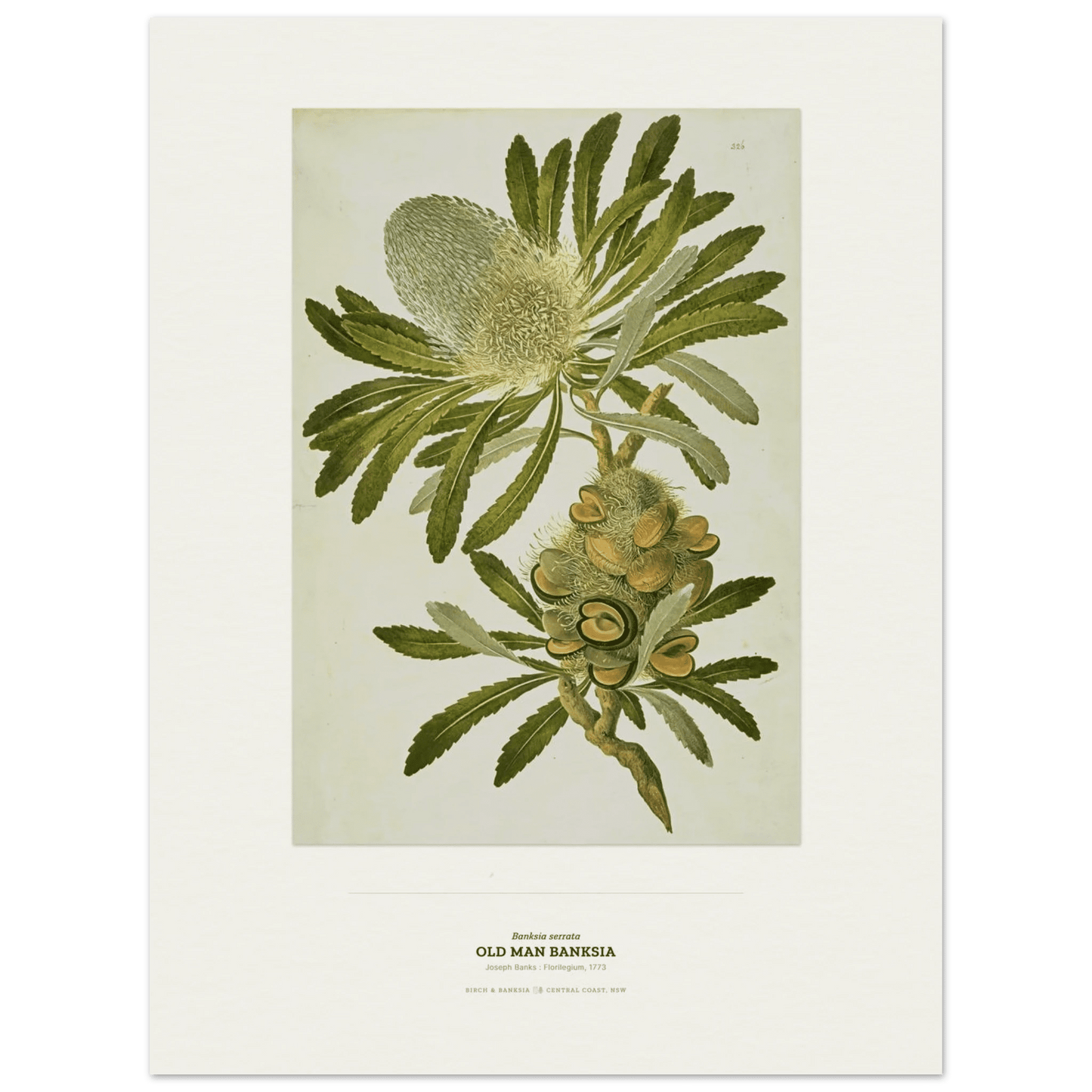 Old Man Banksia Botanical Art Print - Birch & Banksia