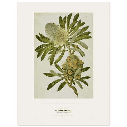 Old Man Banksia Botanical Art Print - Birch & Banksia