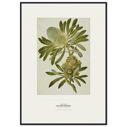 Old Man Banksia Botanical Art Print - Birch & Banksia