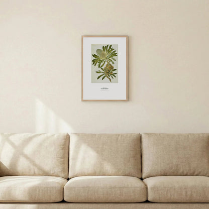 Old Man Banksia Botanical Art Print - Birch & Banksia