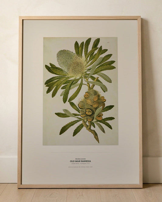 Old Man Banksia Botanical Art Print - Birch & Banksia