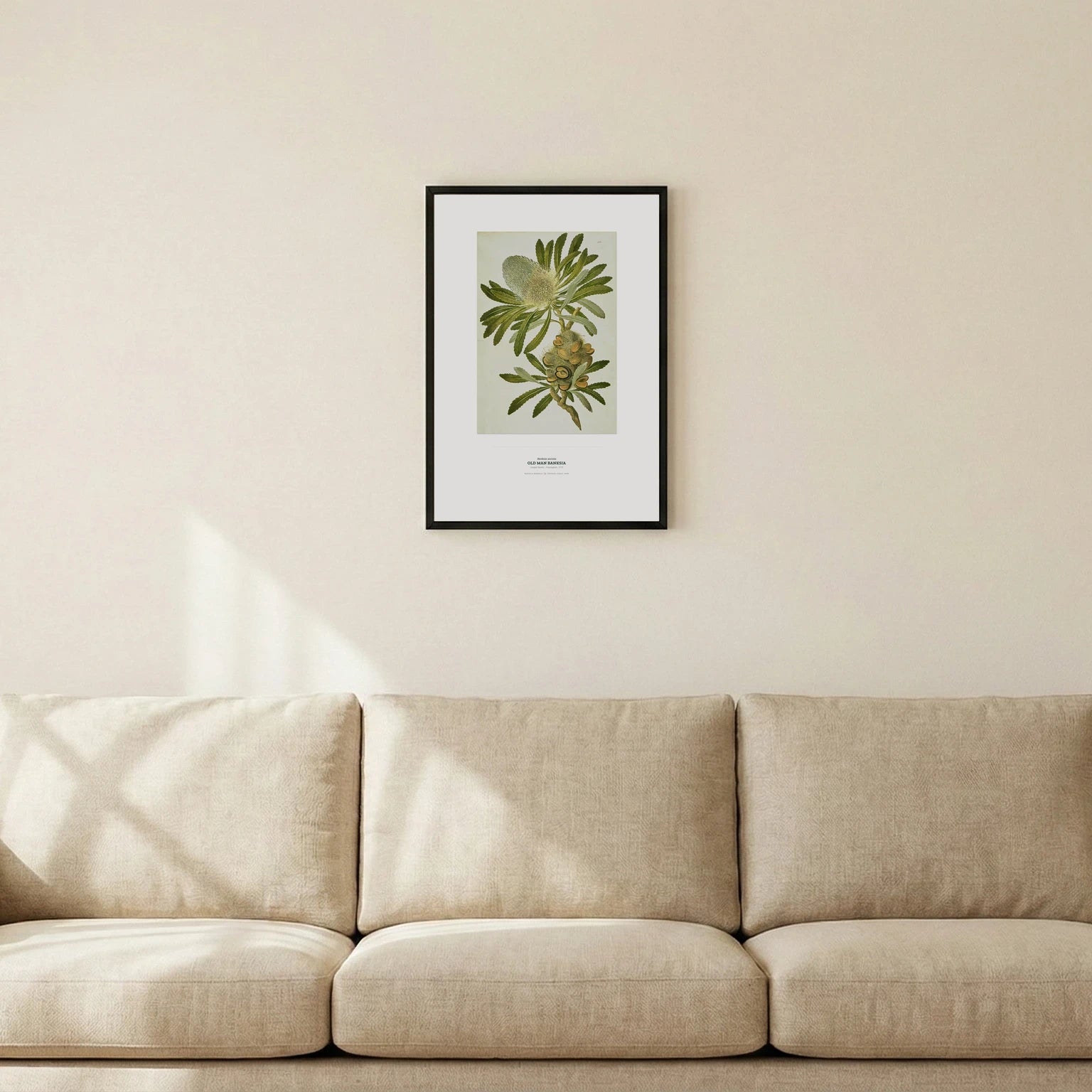 Old Man Banksia Botanical Art Print - Birch & Banksia