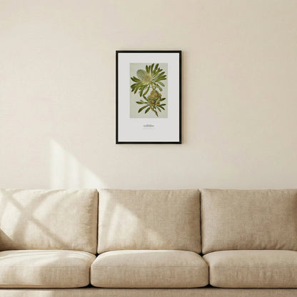Old Man Banksia Botanical Art Print - Birch & Banksia
