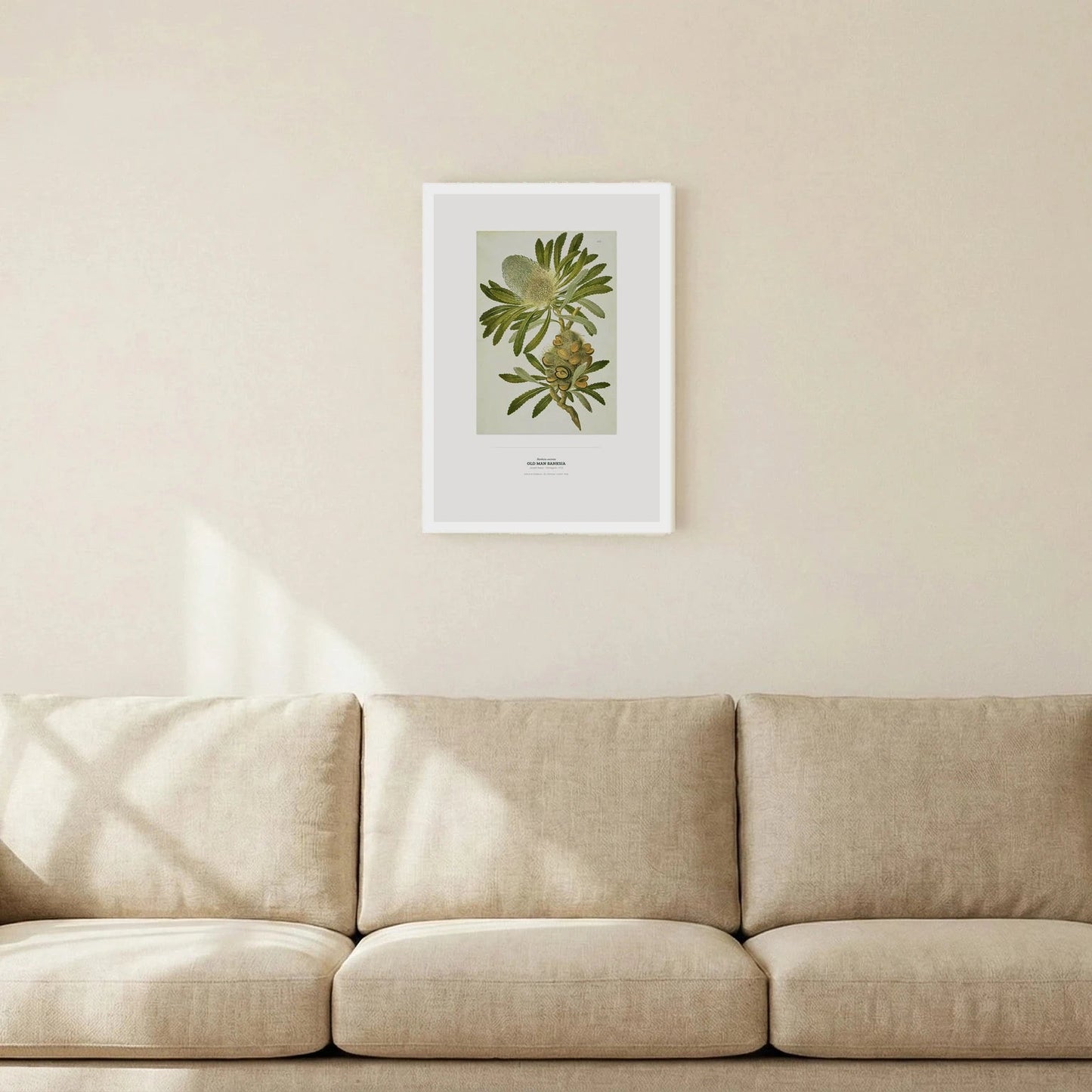 Old Man Banksia Botanical Art Print - Birch & Banksia