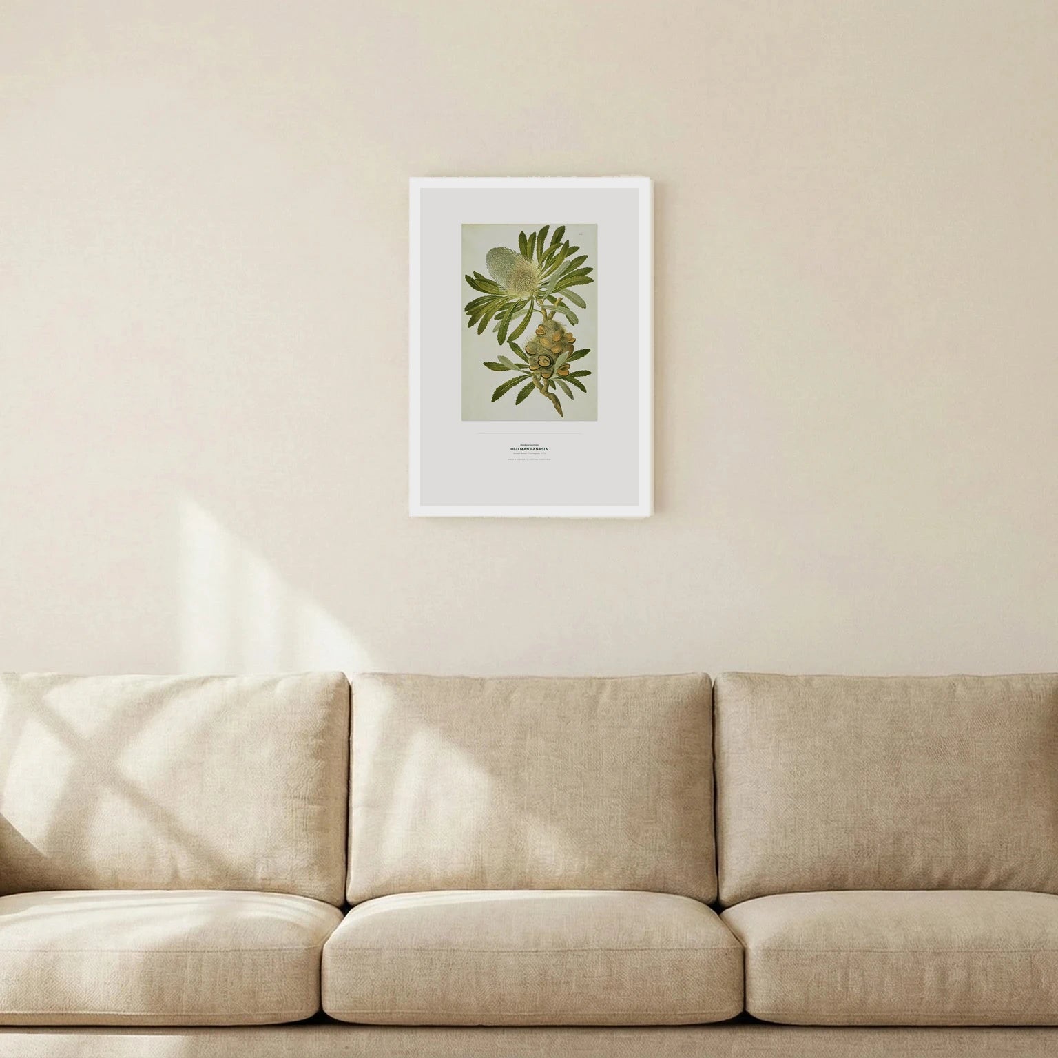 Old Man Banksia Botanical Art Print - Birch & Banksia