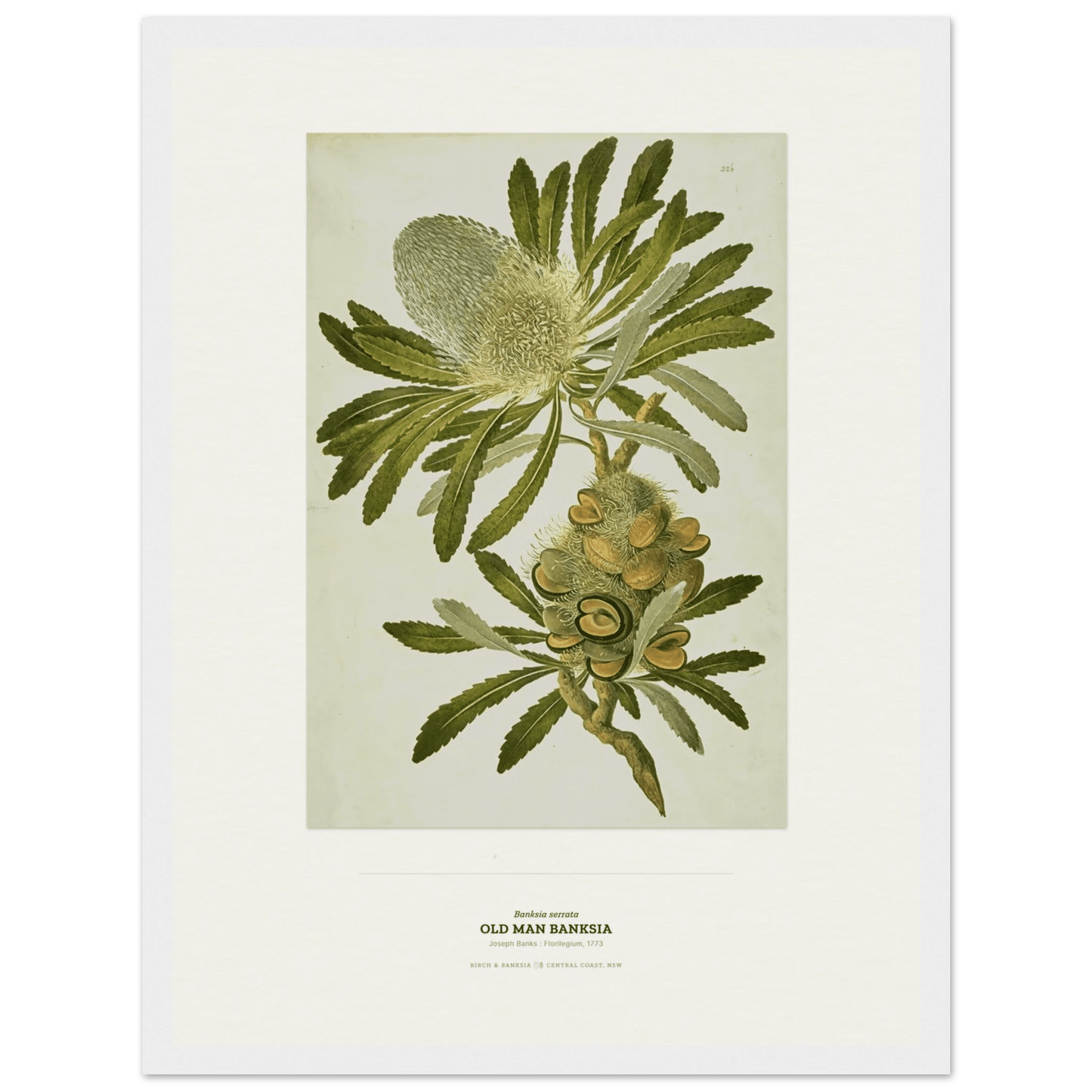Old Man Banksia Botanical Art Print - Birch & Banksia