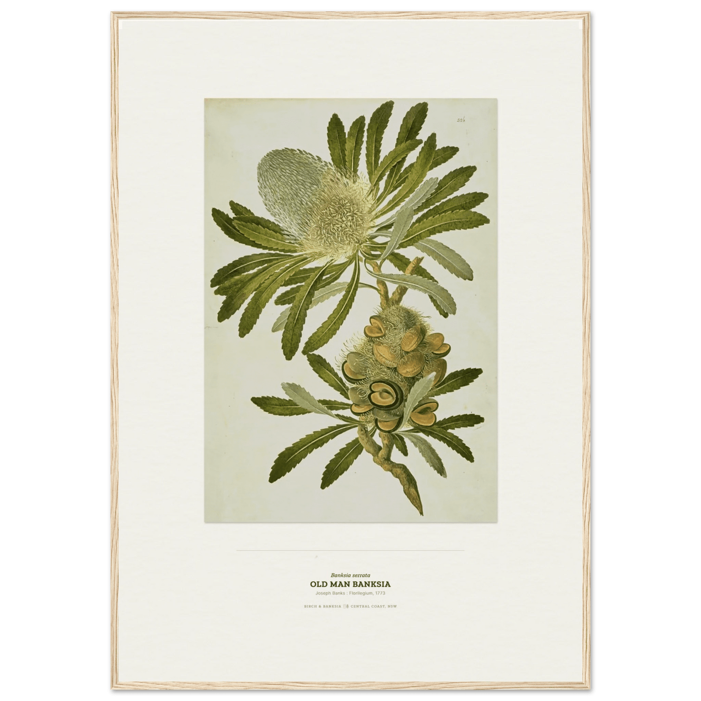 Old Man Banksia Botanical Art Print - Birch & Banksia
