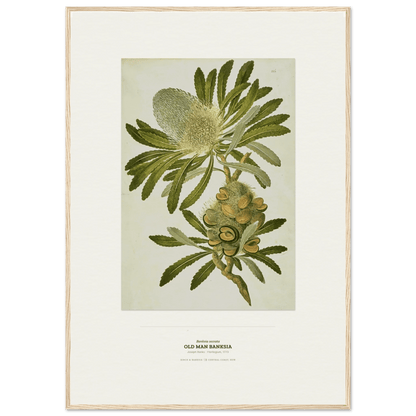 Old Man Banksia Botanical Art Print - Birch & Banksia