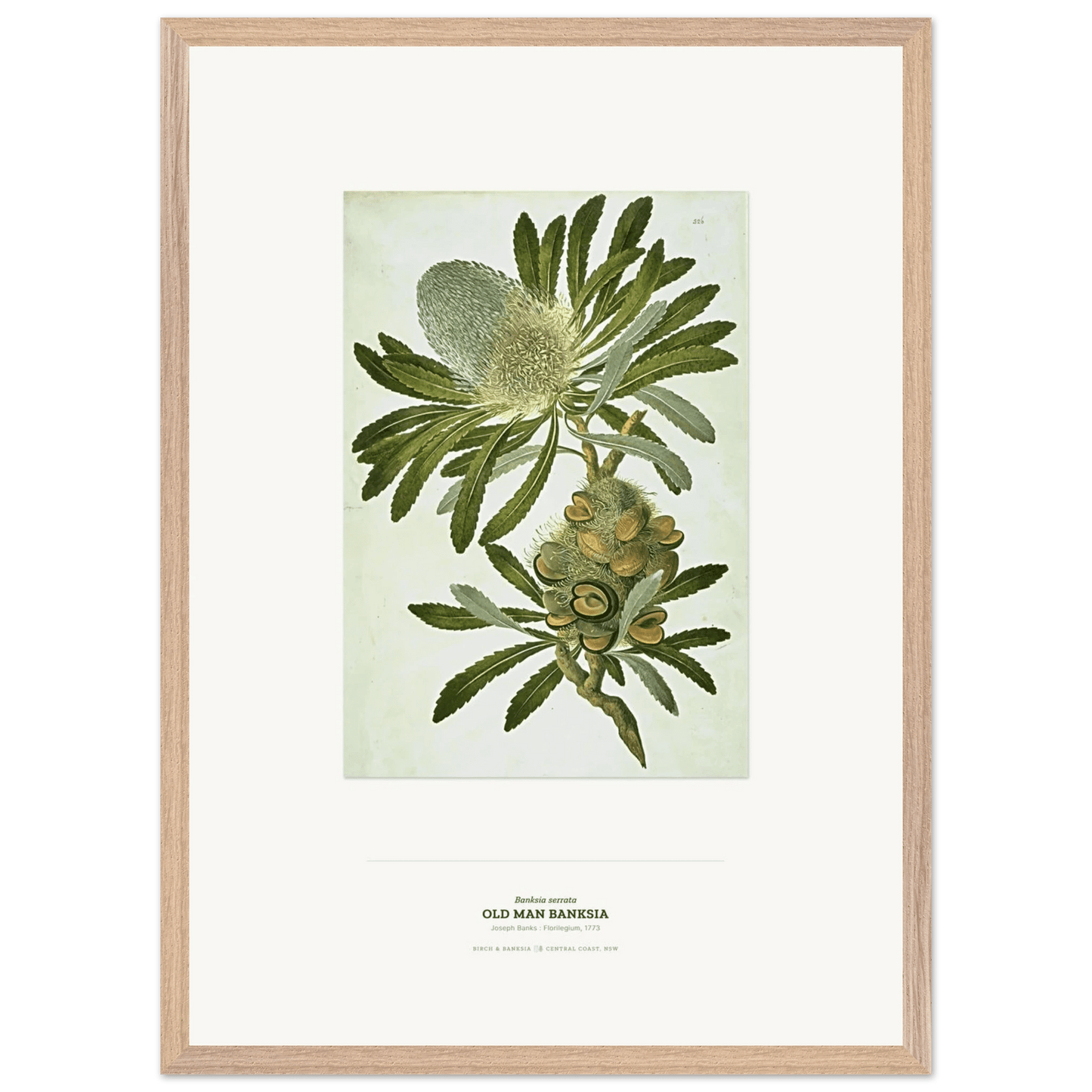 Old Man Banksia Wooden Framed Botanical Art Print - Birch & Banksia