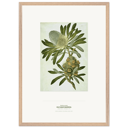 Old Man Banksia Wooden Framed Botanical Art Print - Birch & Banksia