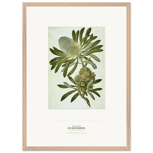 Old Man Banksia Wooden Framed Botanical Art Print - Birch & Banksia