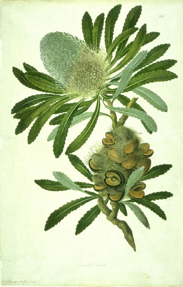 Banksia serrata plate before restoration