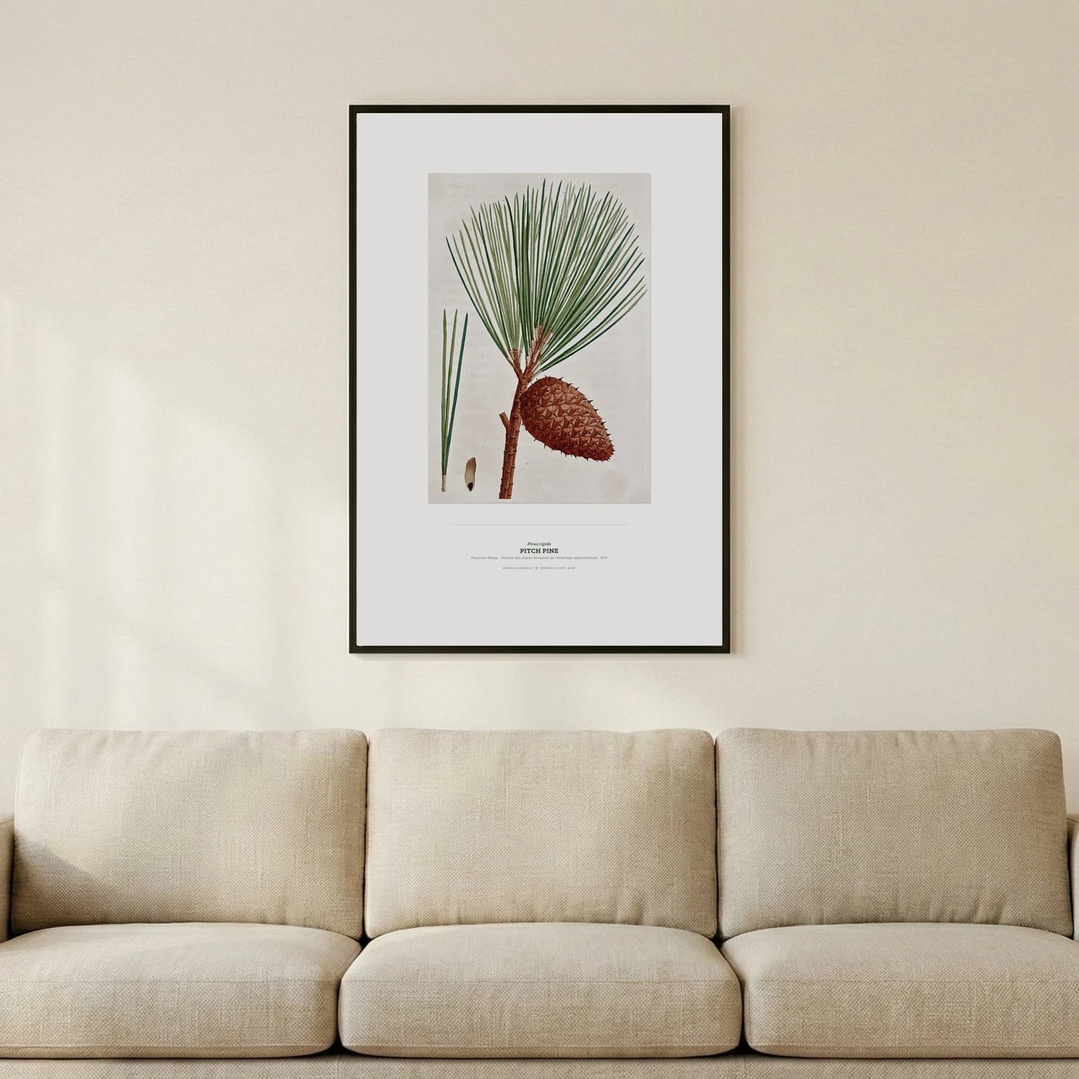 Pitch Pine Botanical Art Print - Birch & Banksia