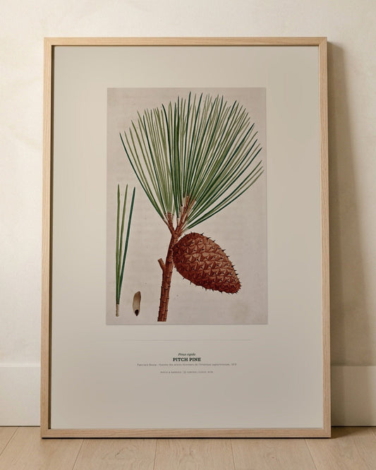 Pitch Pine Botanical Art Print - Birch & Banksia