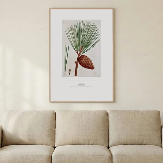 Pitch Pine Botanical Art Print - Birch & Banksia