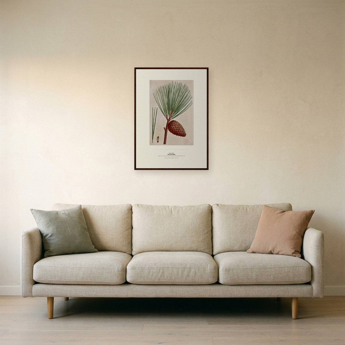 Pitch Pine Botanical Art Print - Birch & Banksia
