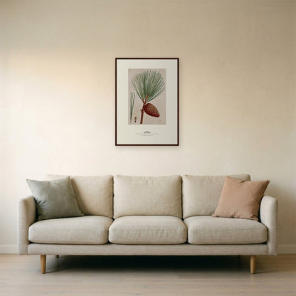 Pitch Pine Botanical Art Print - Birch & Banksia