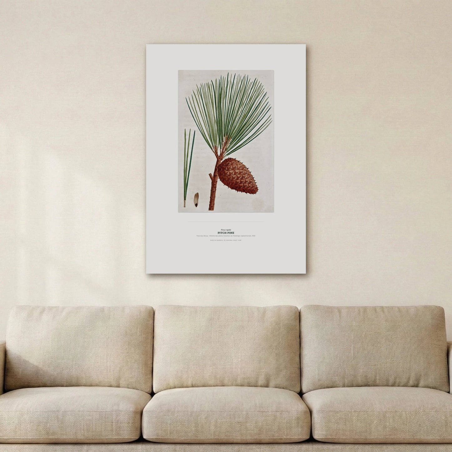 Pitch Pine Botanical Art Print - Birch & Banksia