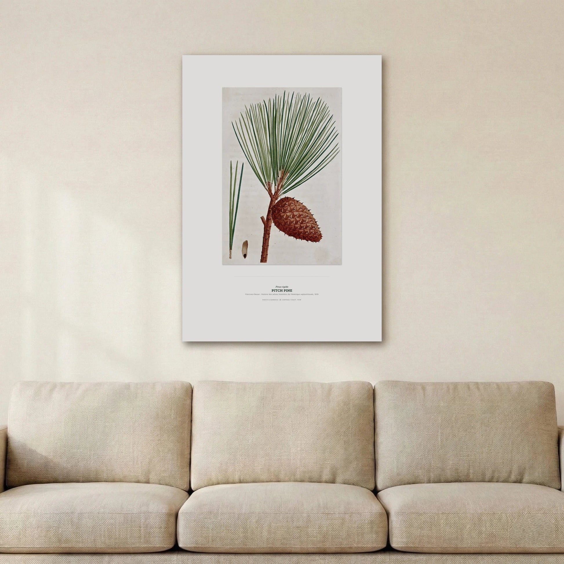 Pitch Pine Botanical Art Print - Birch & Banksia
