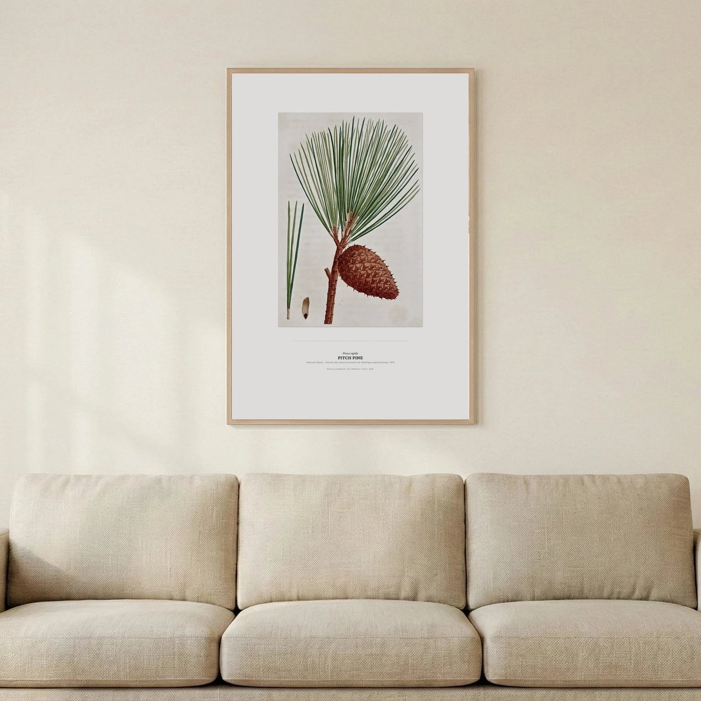 Pitch Pine Botanical Art Print - Birch & Banksia