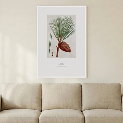 Pitch Pine Botanical Art Print - Birch & Banksia